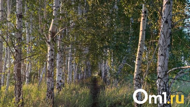 Поиски пропавшего 17-летнего парня завершились трагедией в Новосибирской области