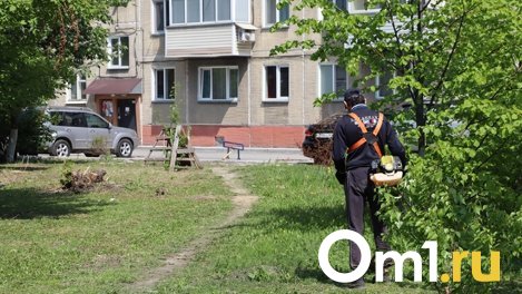 Труп мужчины нашли в кустах в Новосибирской области