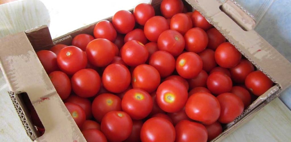 В соцсетях спорят о том, закидывать ли помидорами болельщиков «Авангарда»