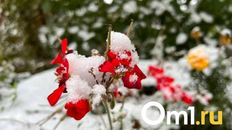На Радоницу в Омской области синоптики пообещали снег