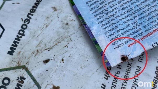 В Новосибирске прогнозируют широкое распространение клещевого энцефалита