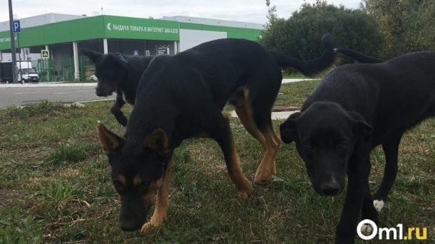 СК начал проверку по нападению стаи собак на молодую омичку