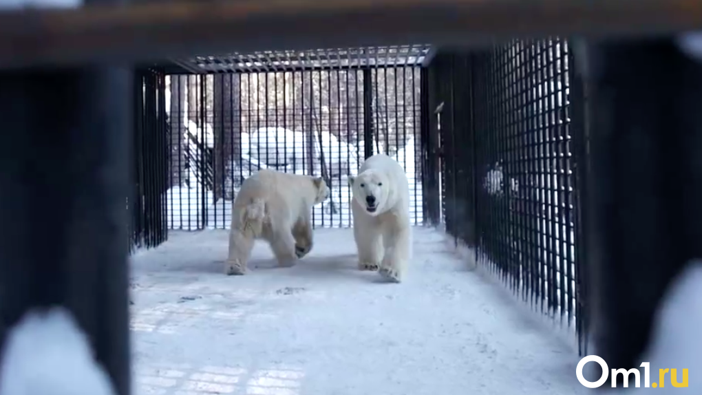 Новосибирский зоопарк избавится от двух знаменитых белых медведей: показываем видео