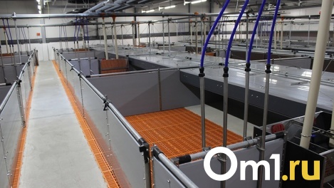 Не проработал и года: в «Омском беконе» Латарии снова сменился директор