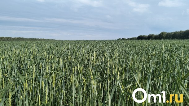 Из-за засухи в Новосибирской области ожидается снижение урожая зерновых на 35%