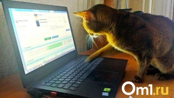 Тест: как расшифровываются странные омские аббревиатуры?