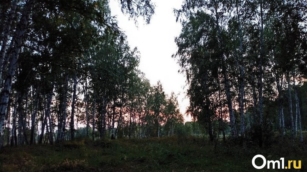На лесных пожарах в Омской области работают парашютисты-десантники