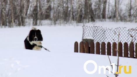 Прокуратура заинтересовалась бездомными собаками у школы в Новосибирске