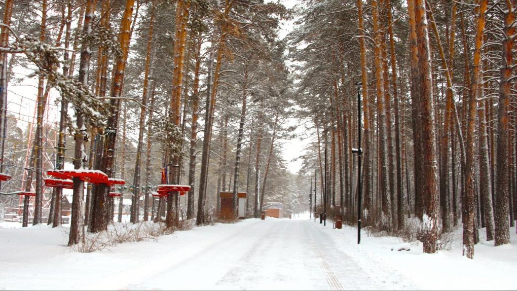 Заельцовский парк — как новосибирцам прикоснуться к природе, не покидая пределы города?