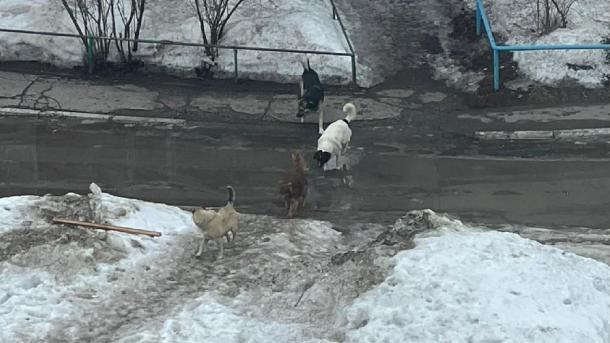 Собаками, напавшими на омскую девочку, заинтересовался Следком