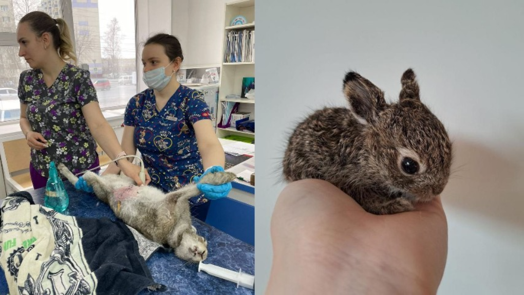 Работники авиационного завода спасли беременную зайчиху от собак в Новосибирске