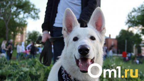 Омичам запретили выгуливать собак в Городском саду