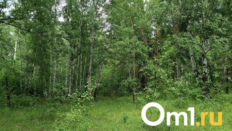 В Новосибирской области ищут заблудившуюся в лесу женщину