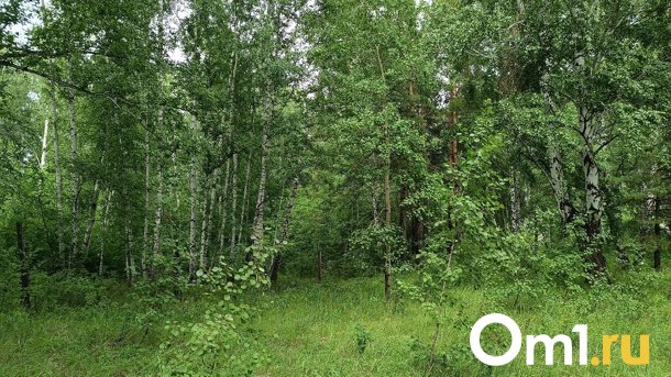 В Новосибирской области ищут заблудившуюся в лесу женщину