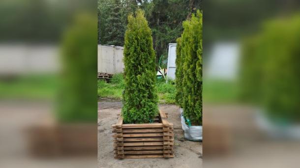 В Омске на Ленина появятся двухметровые туи