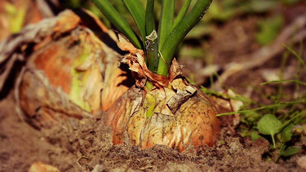 Агроном раскрыла новосибирцам секреты выращивания лука-севка