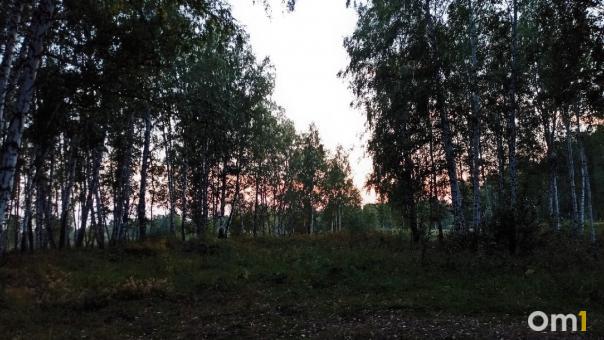 Омск стал аутсайдером рейтинга по озеленению российских городов-миллионников