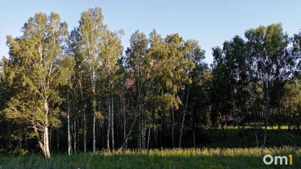 Омичам рассказали, как защитить садовые участки от нашествия непарного шелкопряда