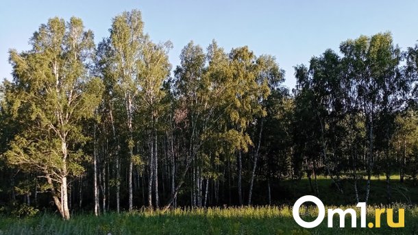 Омичам рассказали, как защитить садовые участки от нашествия непарного шелкопряда