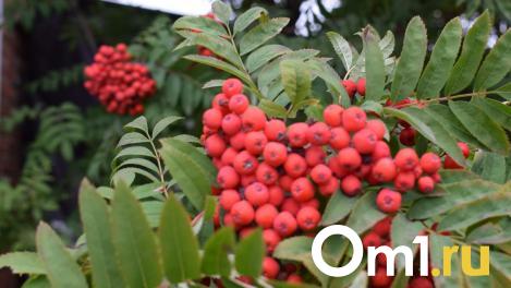 Синоптики дали прогноз, когда в Омск придёт бабье лето