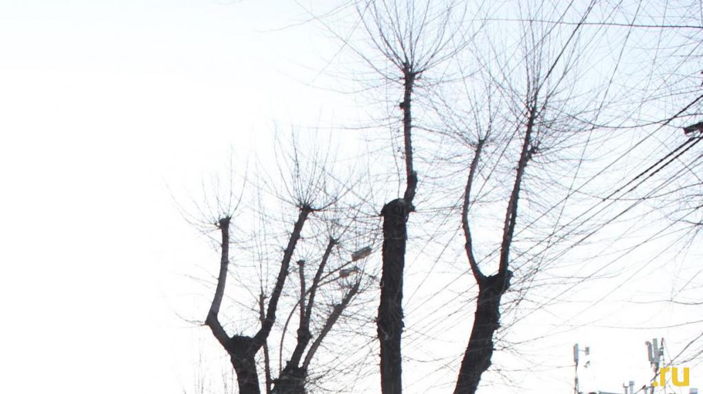 В Омске кронированное дерево упало на машину