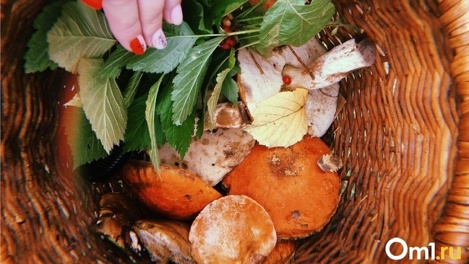 Грибы исчезли в новосибирских лесах из-за засухи