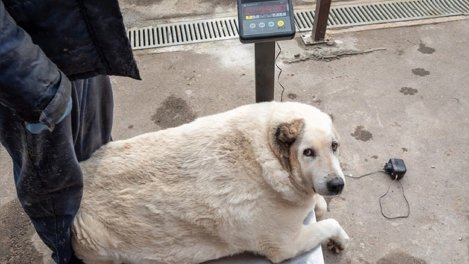 «Не может ходить»: 100-килограммовую бездомную собаку нашли в Нижнем Новгороде