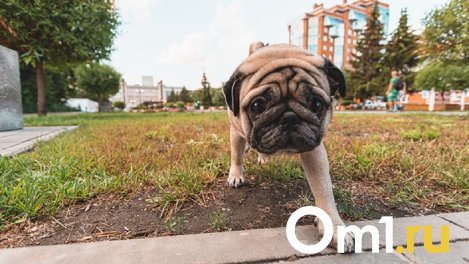 В Омской области подросток украл собаку, чтобы удивить девушку