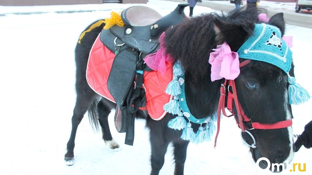 В Омске сбежали два пони и один ослик
