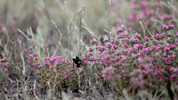 Омичам рассказали о краснокнижных шмелях-кукушках, обитающих в регионе