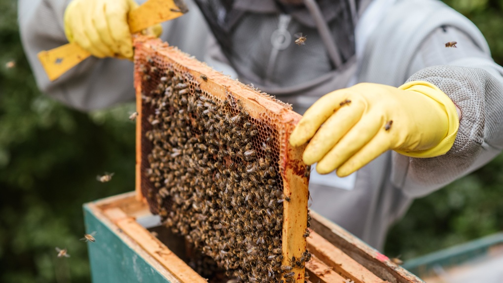 Омские заключённые теперь будут посещать кружок пчеловодов