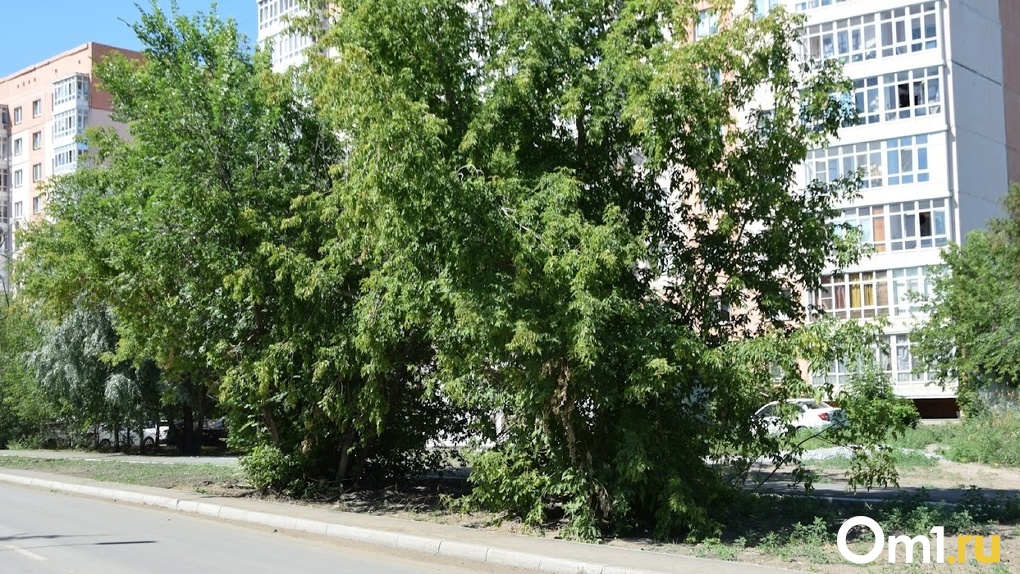 На проспекте Маркса в Омске вырубили 146 деревьев ради переноса остановки
