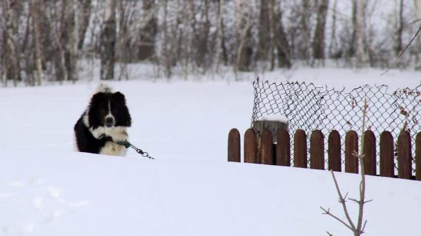 Внушительный Объект: Новосибирск принял решение о строительстве масштабного приюта на Малыгина