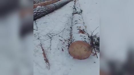 На берегу Новосибирского водохранилища массово вырубают сосновый лес