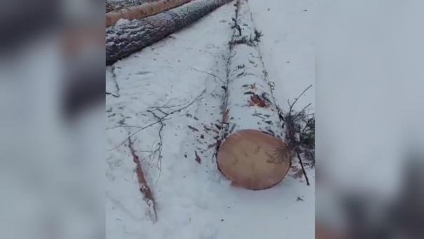 На берегу Новосибирского водохранилища массово вырубают сосновый лес
