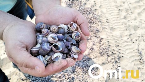 На берег Обского моря под Новосибирском прибоем выбросило тысячи ракушек. ФОТО