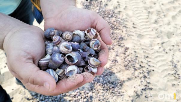 На берег Обского моря под Новосибирском прибоем выбросило тысячи ракушек. ФОТО