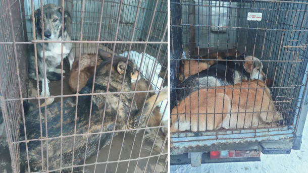 В Омске отловили бездомных собак, напавших на подростка