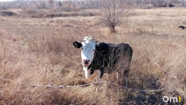 В Новосибирской области из-за болезни сокращается поголовье КРС