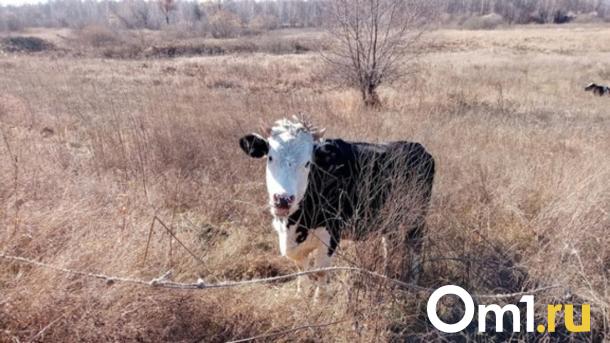 В Новосибирской области из-за болезни сокращается поголовье КРС