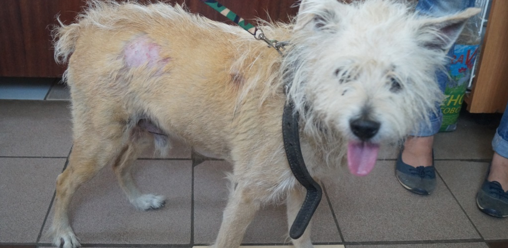 В омский приют «Друг» подбросили 18-летнего пса