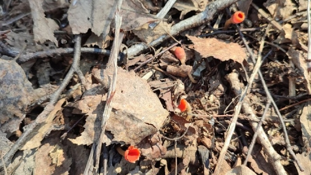 Краснокнижный мохнатый гриб обнаружили в Новосибирской области
