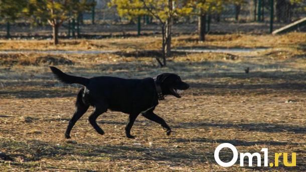 77-летний хозяин 17 собак предстанет перед судом за гибель женщины в Казани
