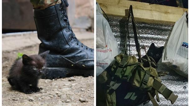В зоне СВО вместе с новосибирскими бойцами живёт чёрный котёнок по кличке Лютый