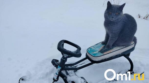 Может сесть на 10 лет. Омич попался на хитрой афере со снегоходами