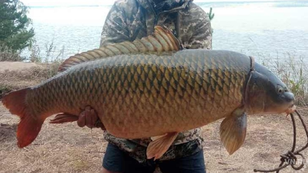 Сазана огромных размеров поймал рыбак в Оби под Новосибирском