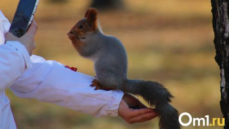 За две недели белки покусали 16 омичей