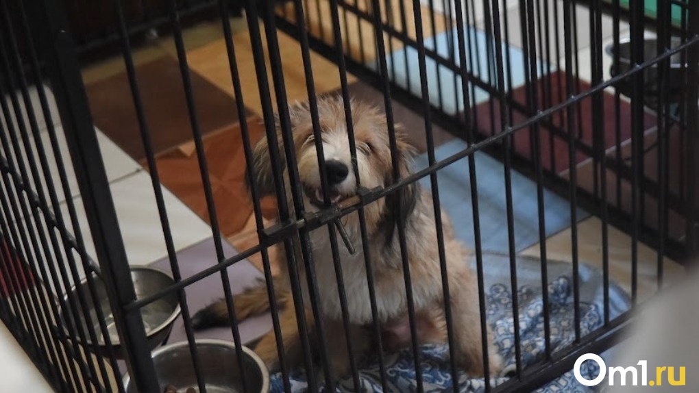 Сломаны кости таза: новосибирцы бросили покалеченного щенка хаски на улице после попадания под машину