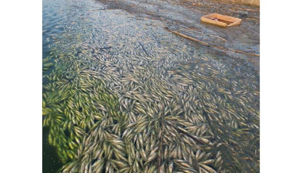 После гибели тысяч рыб в Новосибирском водохранилище возбудили уголовное дело