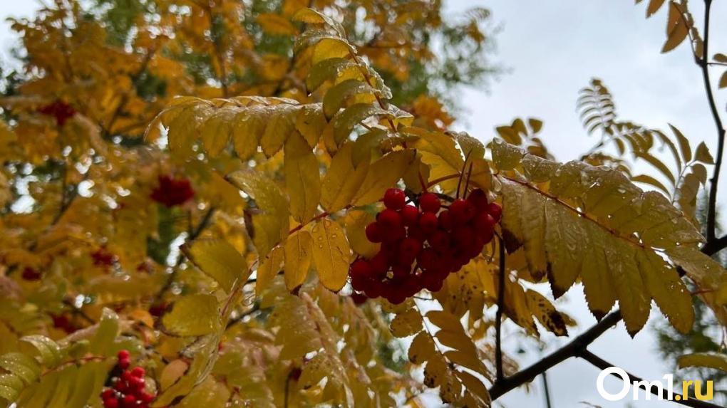 Синоптики рассказали, как долго продлится тёплая погода в Омске